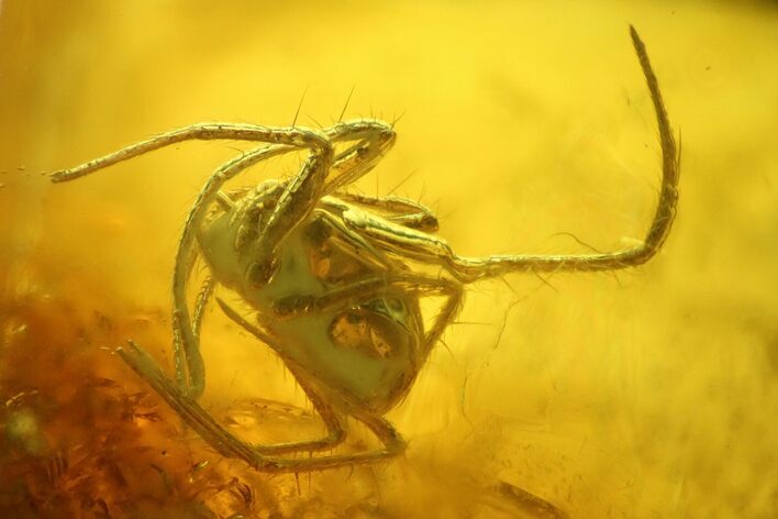 Fossil Spider (Araneae) in Baltic Amber #142190